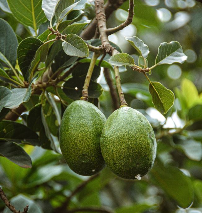 aguacate-hass-haas